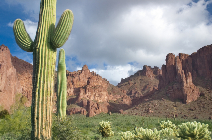 Tucson AZ landscape